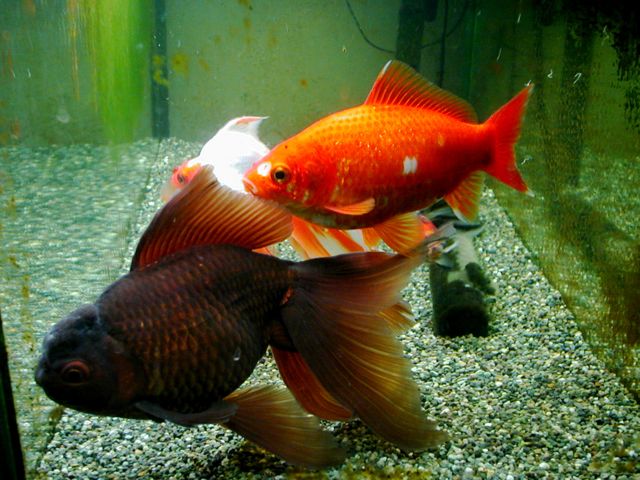 飼育今昔記 金魚 フナ編 もふっコリひょうたん島