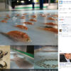 北九州・スペースワールド5000匹の魚を氷漬けにしたアイスリンクに非難の声　公式FBに